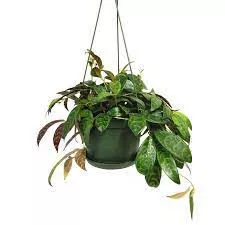 Zebra Vine