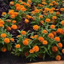 Zinnia Zahara Double Bright Orange - 10” Pot